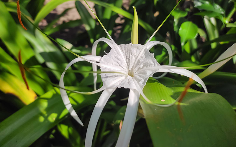 Hymenocallis Flower