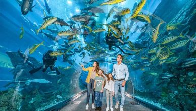 Underwater Zoo