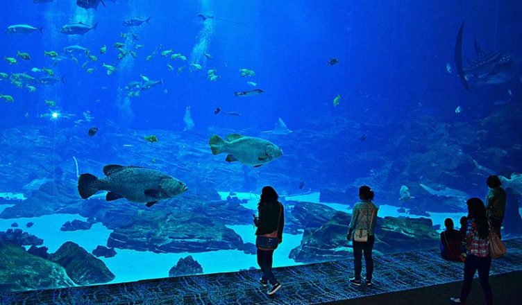 Best Aquariums in the World